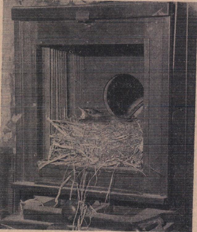 14 April 1961 Watch the dicky bird