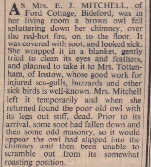 Dec 1959 Owl Mitchell Ford Cottage Bideford