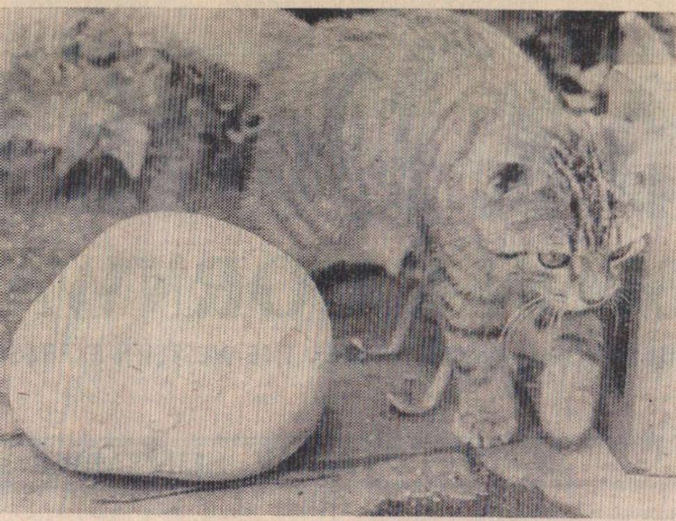 15.9.1967 Monster fungi