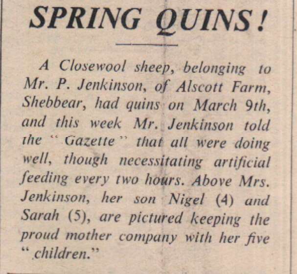 19.3.1965   Sheep quins 2