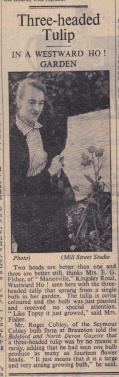 25.5.1956 Tulip