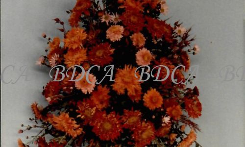11.2039