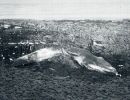 58   dead whale on beach