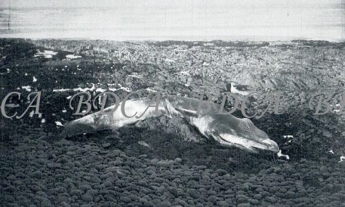 58   dead whale on beach