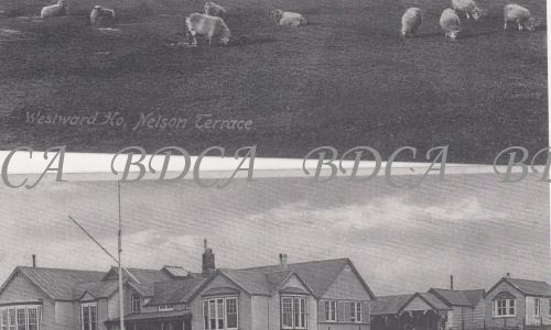 58   nelson terrace golf course sheep